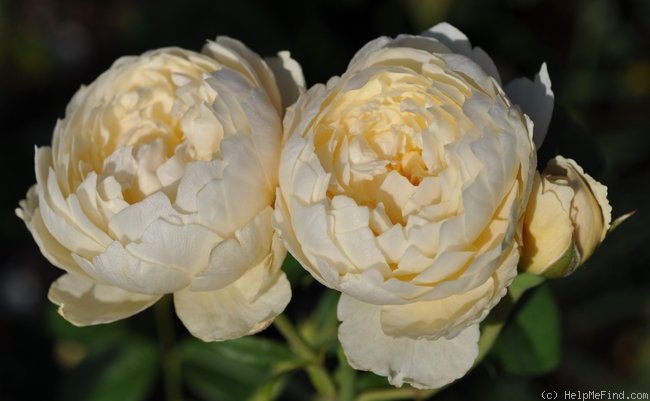 'Windermere (shrub, Austin, 2007)' rose photo