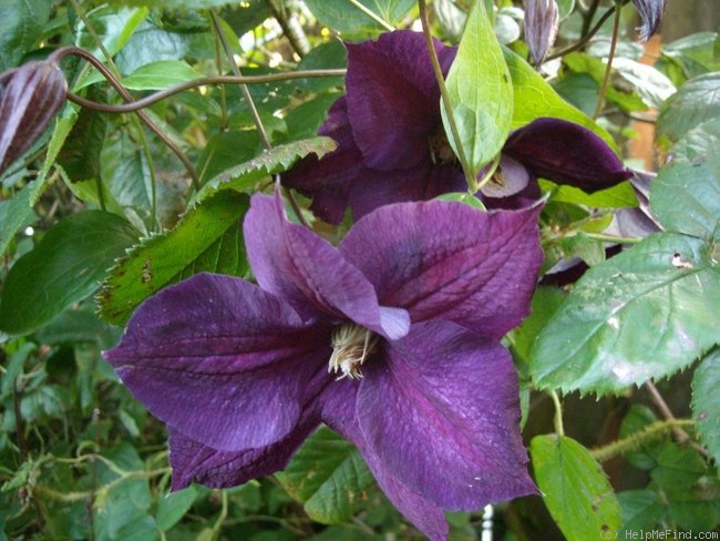 'Star of India' clematis photo