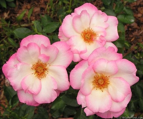 'Butterfly Wings' rose photo