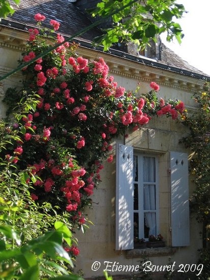 'Loubert/Pépinières Roses Loubert'  photo