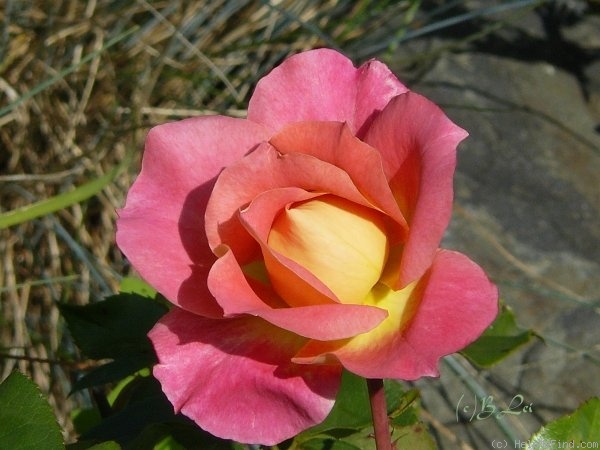 'Eclipse (floribunda, Sauvageot, 1996)' rose photo