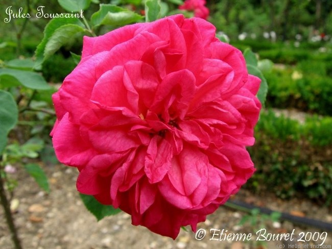'Jules Toussaint' rose photo