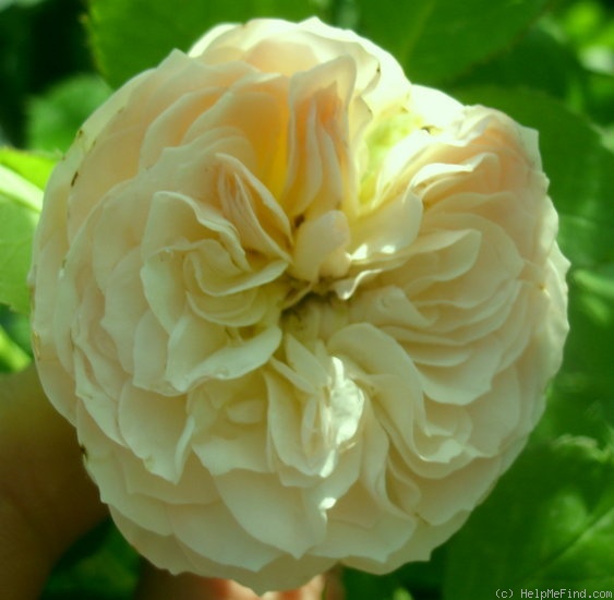 'Pastella ® (floribunda, Evers/Tantau, 1998)' rose, click to enlarge 'Pastella ® (floribunda, Evers/Tantau, 1998)' rose photo