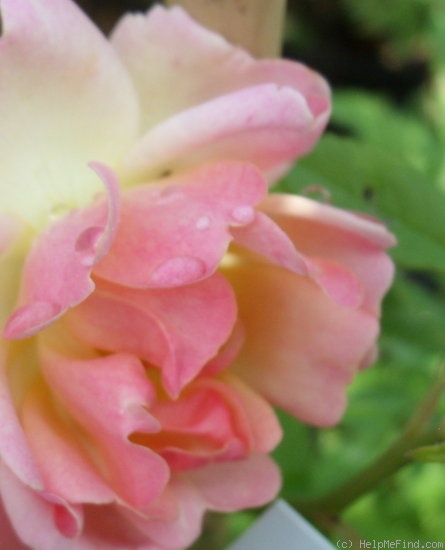 'Phyllis Bide (Polyantha Cl, Bide, 1923)' rose photo