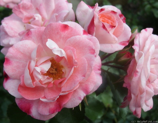 'Rosenstadt Freising ®' rose photo