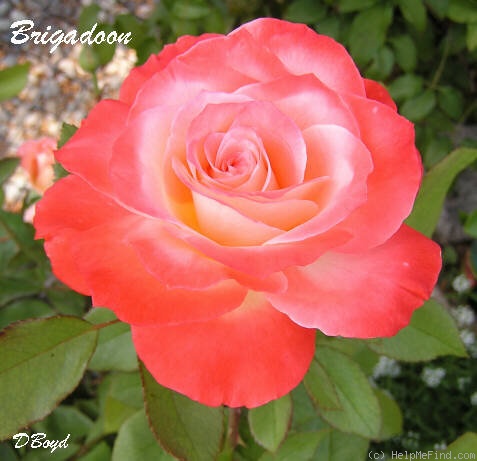 'Brigadoon ™' rose photo