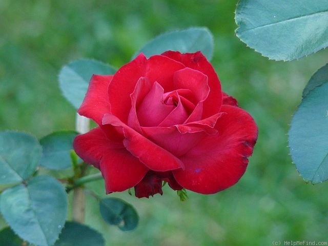 'Flamme Rouge' rose photo