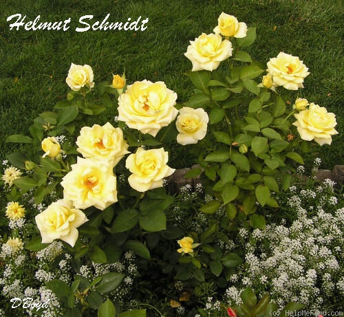 'Helmut Schmidt' rose photo