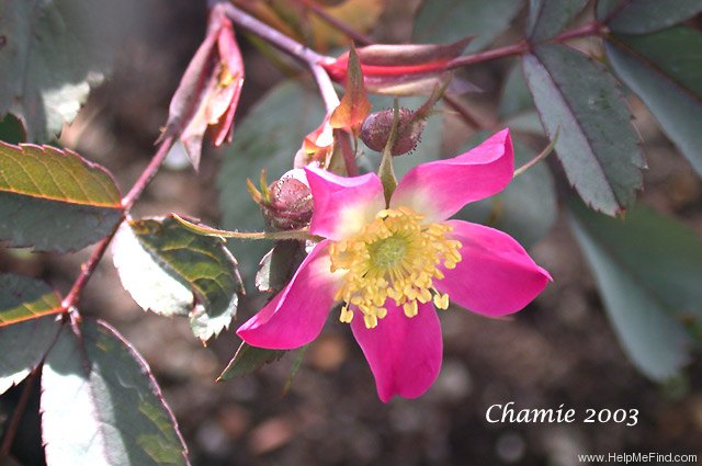 'Rubrifolia' rose photo