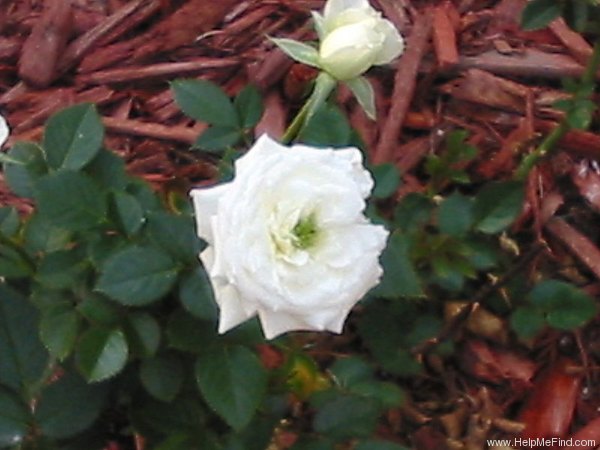'Snow Sunblaze' rose photo