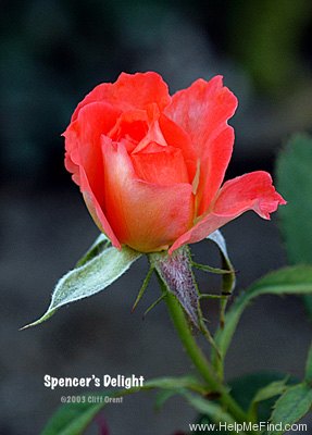 'Spencer's Delight' rose photo