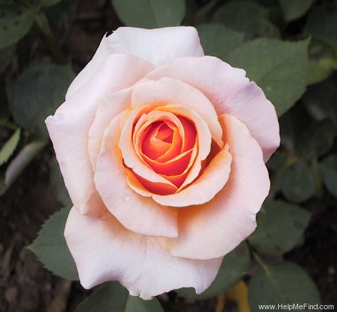 'Special Occasion' rose photo