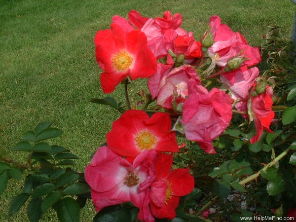 'William Booth' rose photo