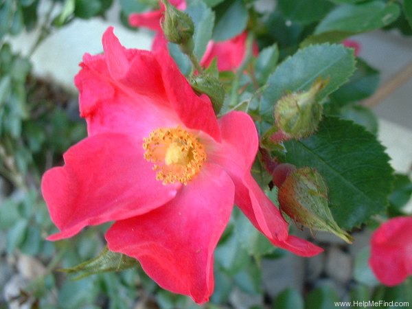 'William Booth' rose photo