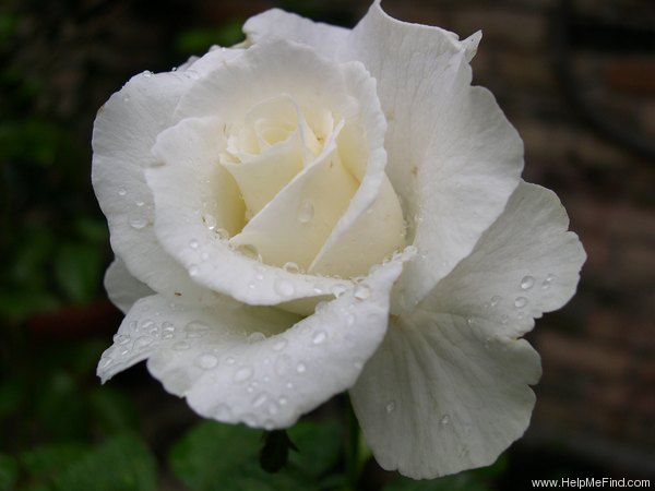 'Nursing Centenary' rose photo