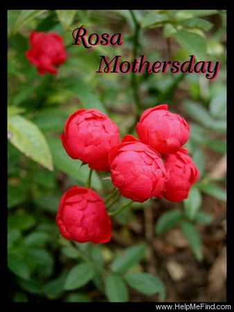 'Mothersday' rose photo