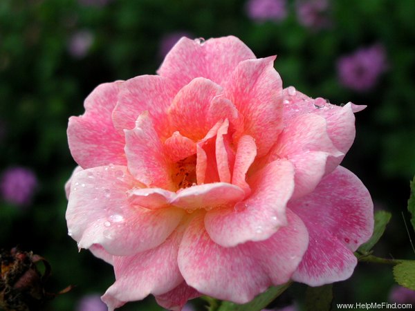 'Spanish Rhapsody' rose photo