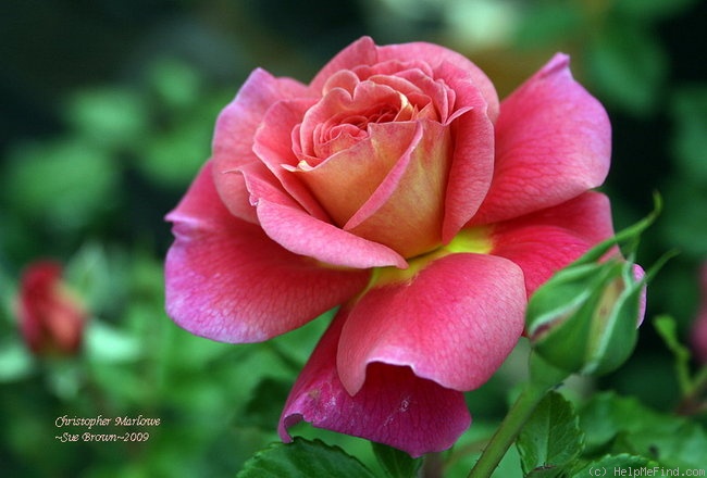'Christopher Marlowe' rose, click to enlarge 'Christopher Marlowe' rose photo