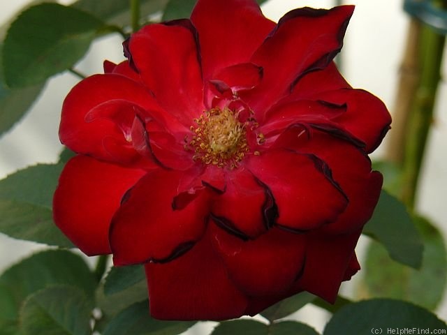 'Flamme Rouge' rose photo