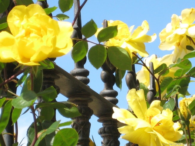 'Golden Showers' rose photo