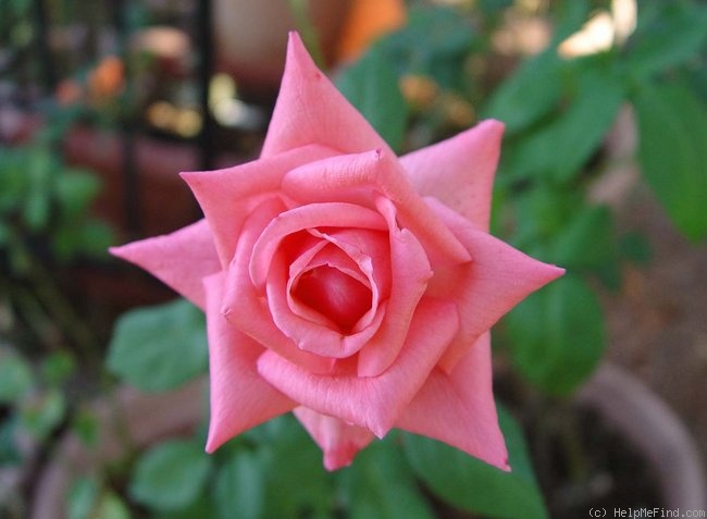 'Norma Major' rose photo