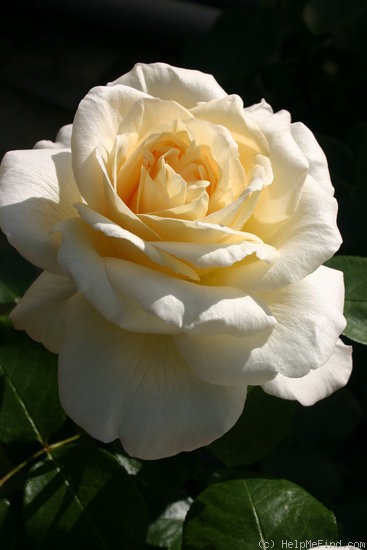 'La Perla ' Rose Photo