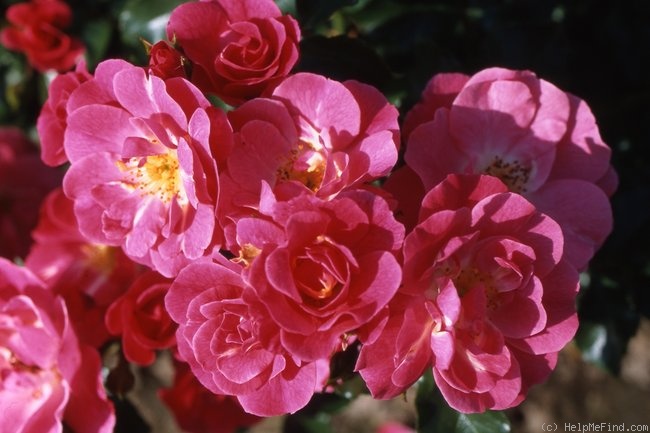 'Blühwunder 08 ®' rose photo