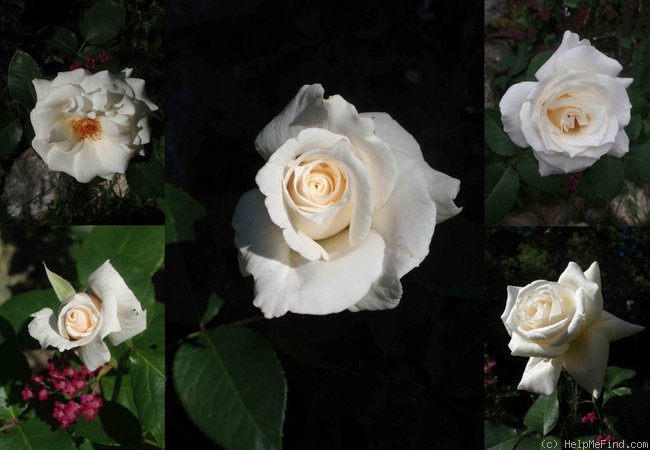 'Polarstern ®' rose photo