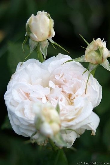 'Sebastian Kneipp ™' rose photo