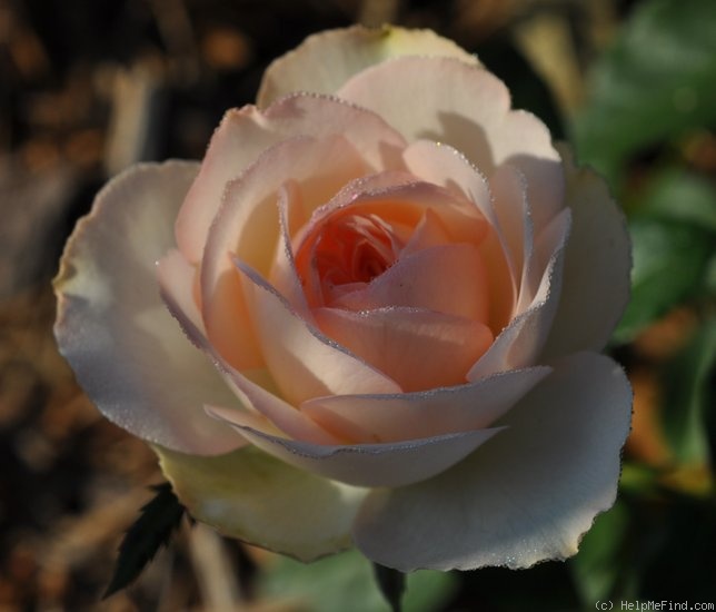 'Sans Souci ® (floribunda, Barni, 1995)' rose photo