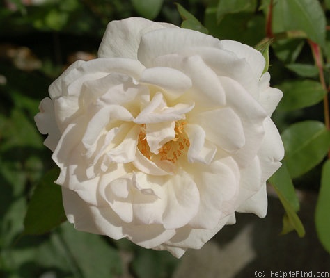 'Mademoiselle de Sombreuil' rose photo