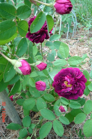 'Superb Tuscany' rose photo