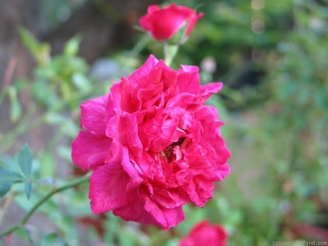 'Bengale Centfeuilles' rose photo