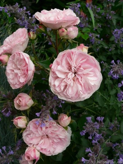 'Mariatheresia ®' rose photo