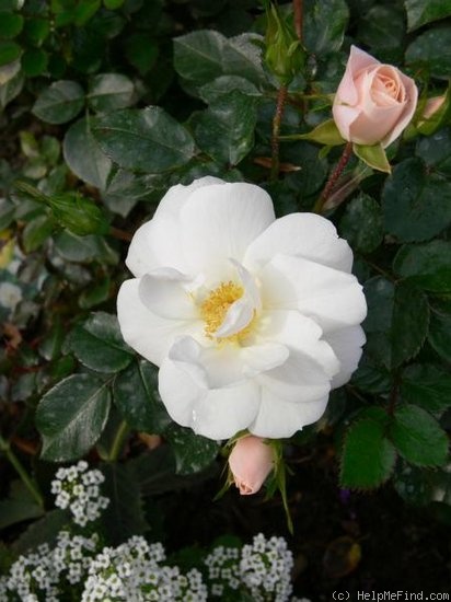 'Diamond Border ™' rose photo