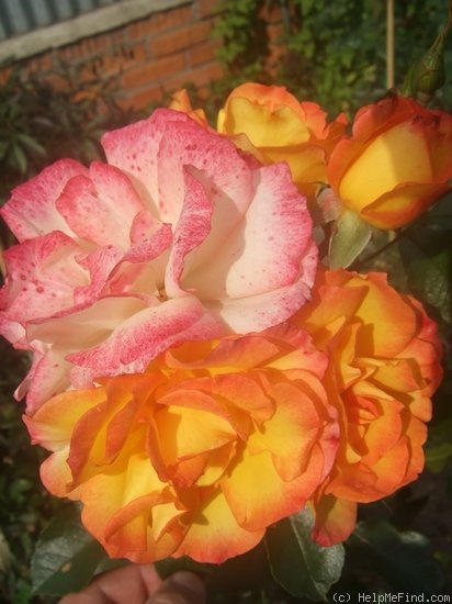 'Bonanza ® (shrub, Kordes before 1981)' rose photo