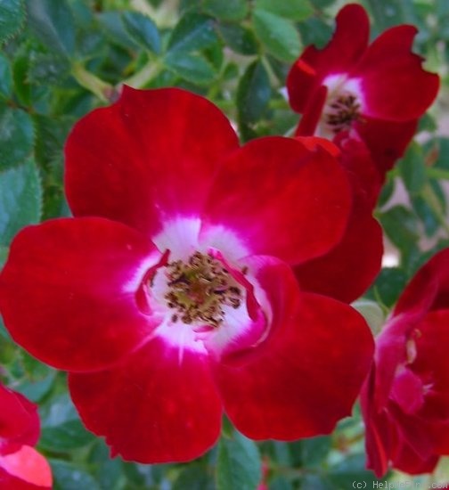 'Spring Fling ™' rose photo