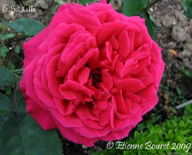 'E. G. Hill' rose photo