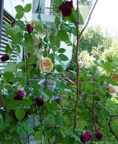 'Sénégal (Cl. Hybrid Tea, Mallerin, 1944)' rose photo
