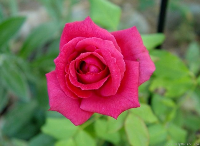 'Paddy McGredy' rose photo