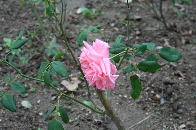 'Age Tendre' rose photo