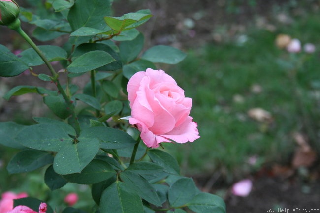 'Alphée' rose photo
