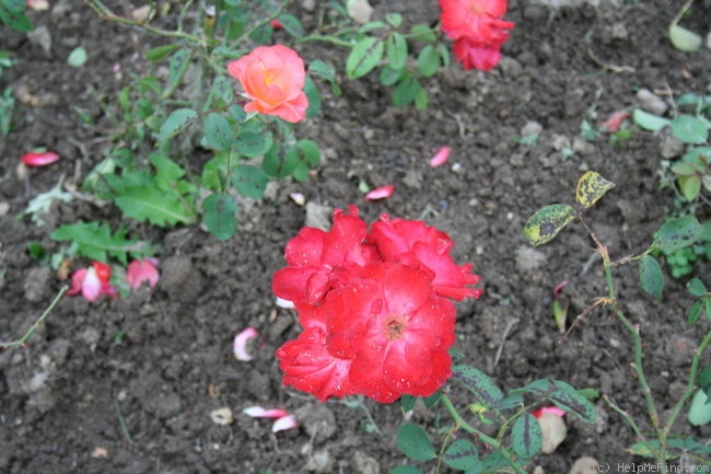 'Province d'Anjou' rose photo