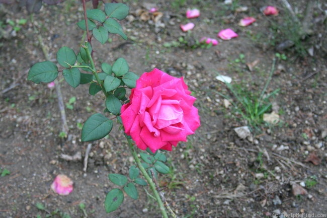 'Vivarose' rose photo