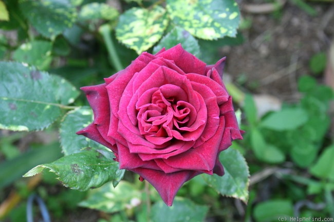 'Destin' rose photo