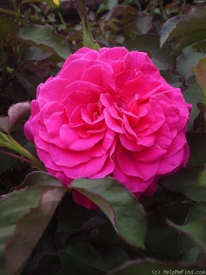 'KORlasche' rose photo