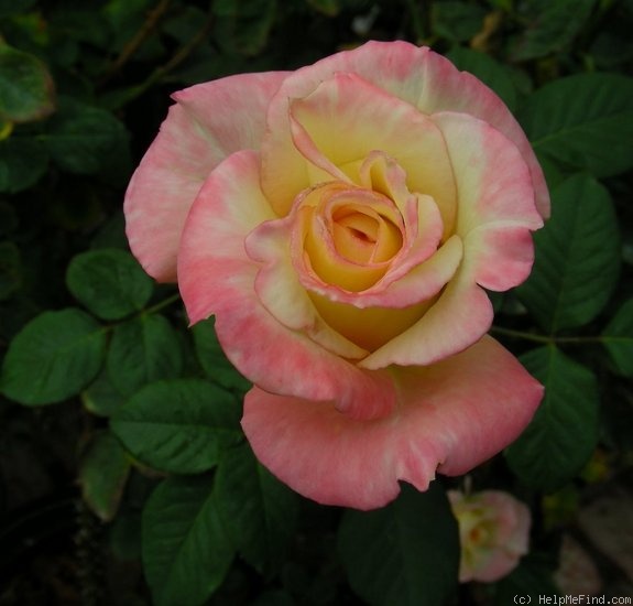 'Deidre Hall' rose photo
