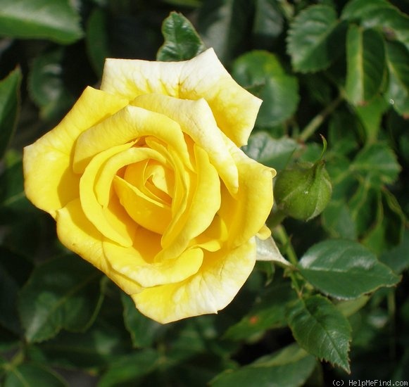 'First Impression' rose photo