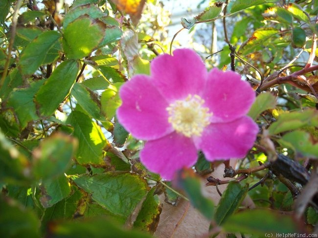 '<i>Rosa pendulina adenophora</i> Kitaibel' rose photo