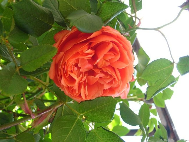 'Summer Song (shrub, Austin 2005)' rose photo
